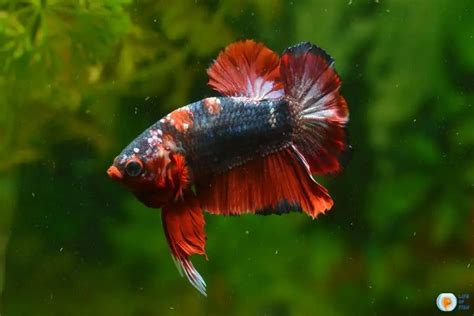 Samurai Betta Care .